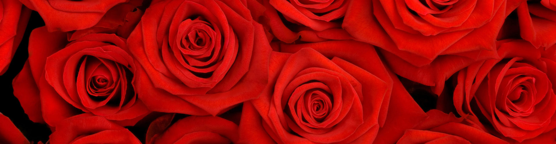 red roses red roses red roses background 1 scaled 1